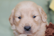 ゴールデンレトリーバーの子犬202006261