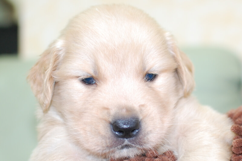 ゴールデンレトリーバーの子犬の写真202006262 7月24日現在