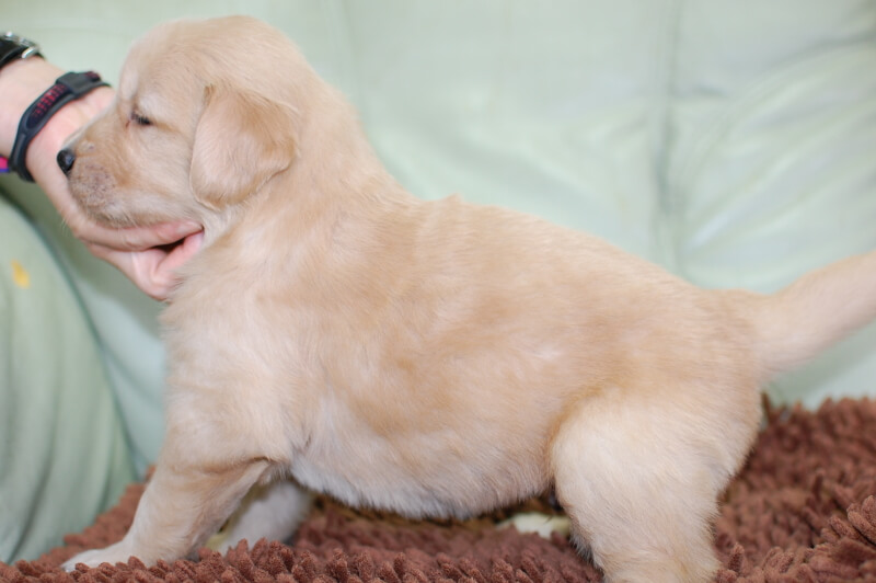 ゴールデンレトリーバーの子犬の写真202006262-2 7月24日現在
