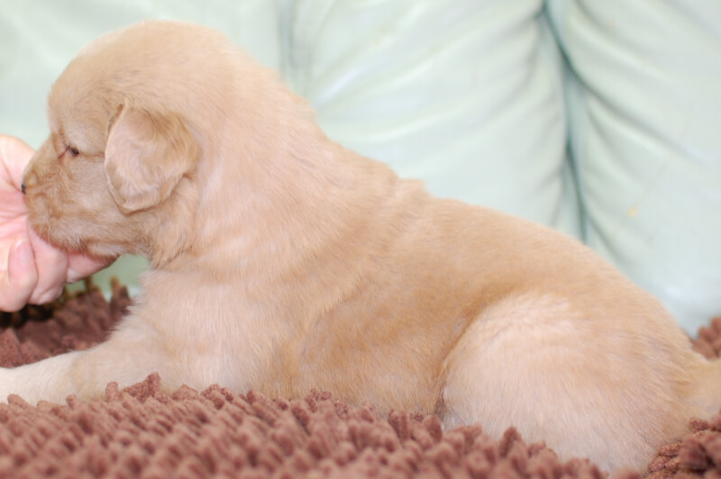 ゴールデンレトリーバーの子犬の写真202006263-2 7月24日現在