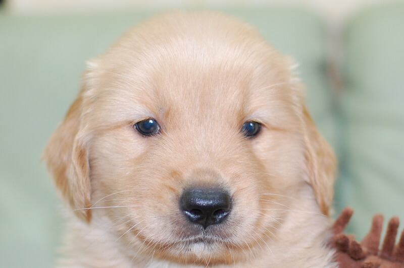 ゴールデンレトリーバーの子犬の写真202006183 7月24日現在