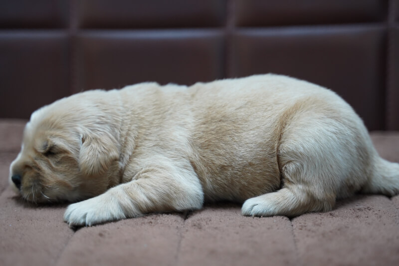 ゴールデンレトリーバーの子犬の写真202011171-2 11月30日現在