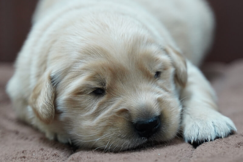 ゴールデンレトリーバーの子犬の写真202011171 11月30日現在
