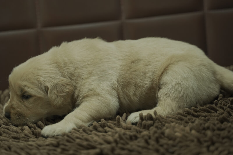ゴールデンレトリーバーの子犬の写真202011171-2 12月8日現在