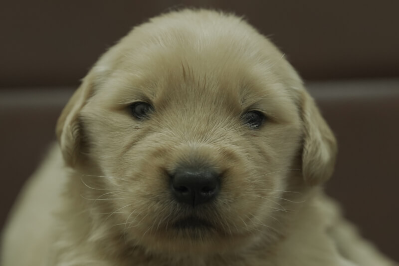 ゴールデンレトリーバーの子犬の写真202011171 12月8日現在