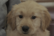 ゴールデンレトリーバーの子犬202011171