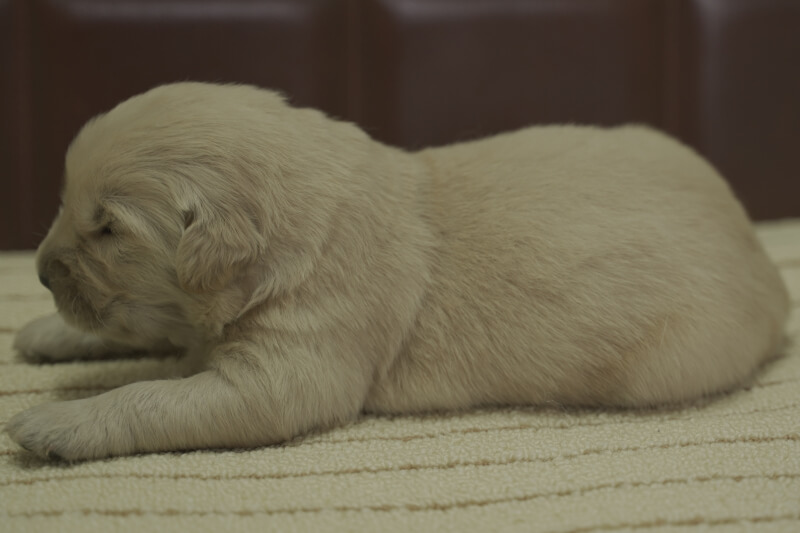 ゴールデンレトリーバーの子犬の写真202102191-2 3月5日現在