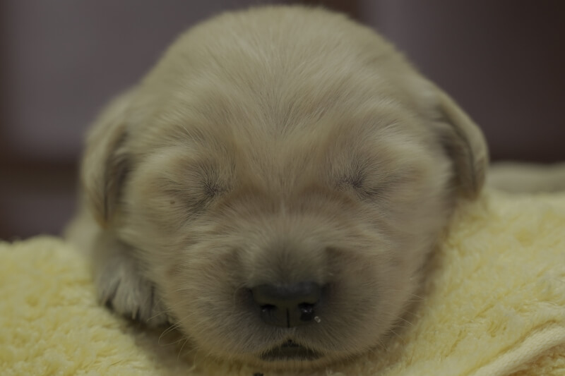 ゴールデンレトリーバーの子犬の写真202102192 3月5日現在
