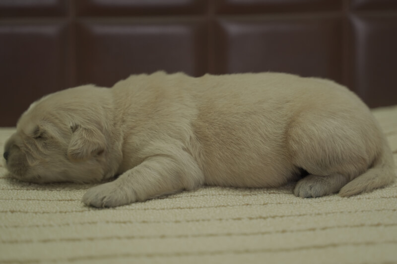 ゴールデンレトリーバーの子犬の写真202102192-2 3月5日現在