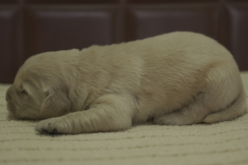 ゴールデンレトリーバーの子犬の写真202102193-2 3月5日現在
