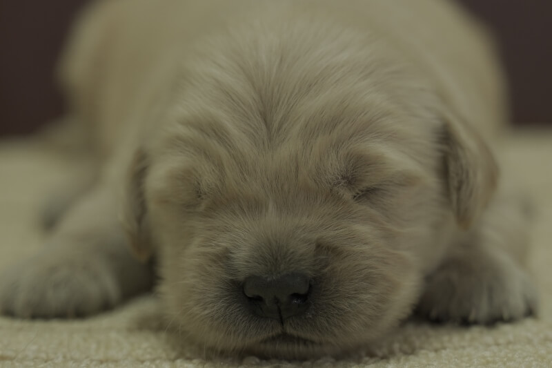 ゴールデンレトリーバーの子犬の写真202102194 3月5日現在