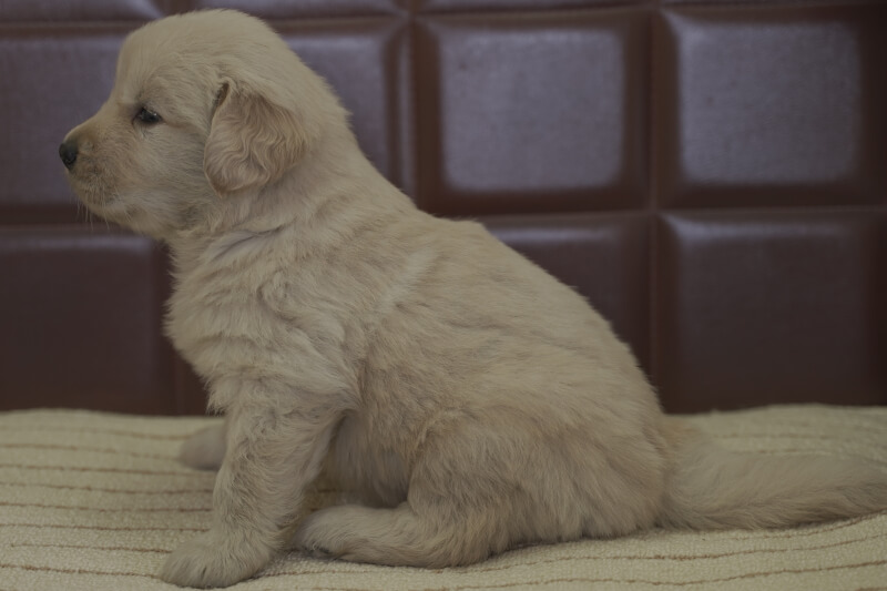 ゴールデンレトリーバーの子犬の写真202102193-2 3月23日現在