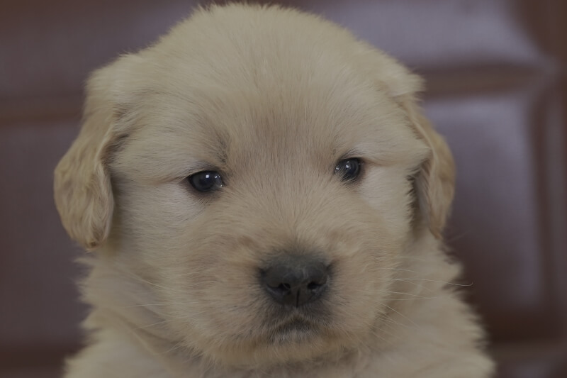ゴールデンレトリーバーの子犬の写真202102191 3月23日現在