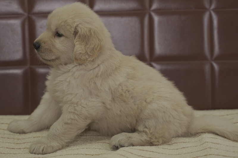ゴールデンレトリーバーの子犬の写真202102191-2 3月31日現在