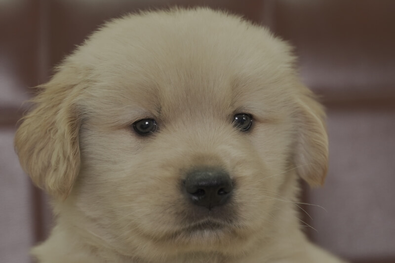 ゴールデンレトリーバーの子犬の写真202102192 3月31日現在