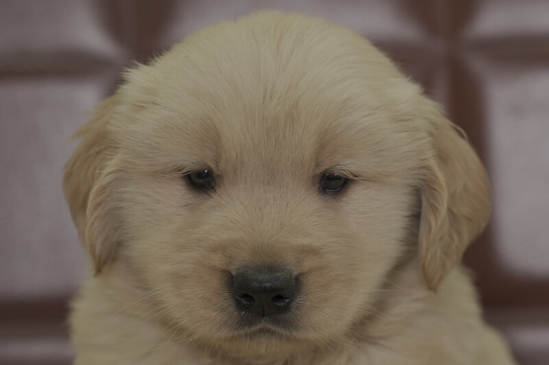 ゴールデンレトリーバーの子犬の写真202102193 3月31日現在