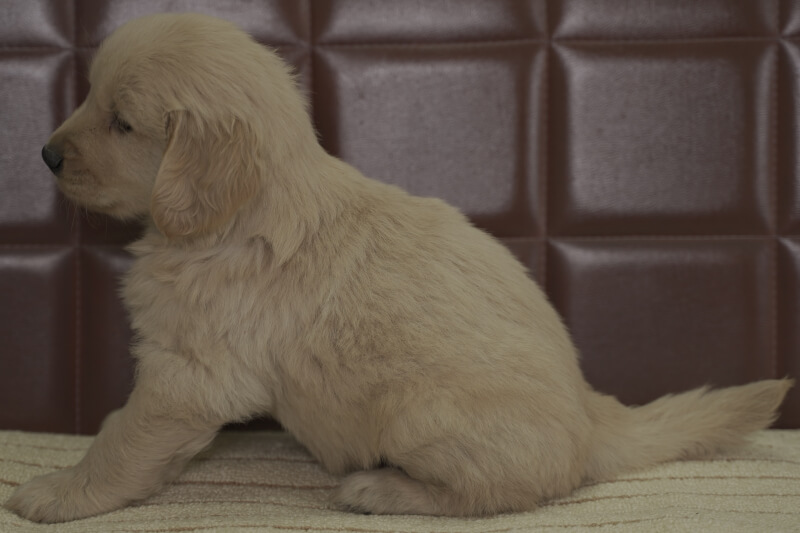 ゴールデンレトリーバーの子犬の写真202102193-2 3月31日現在