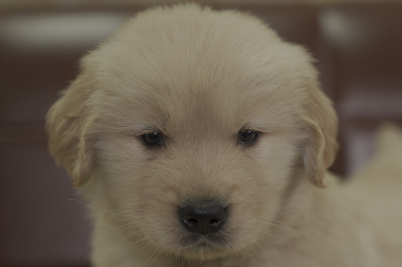 ゴールデンレトリーバーの子犬の写真202102191 3月31日現在