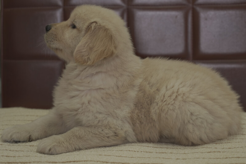 ゴールデンレトリーバーの子犬の写真202102191-2 4月8日現在
