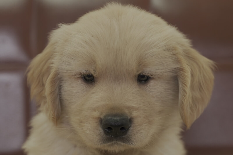 ゴールデンレトリーバーの子犬の写真202102193 4月8日現在