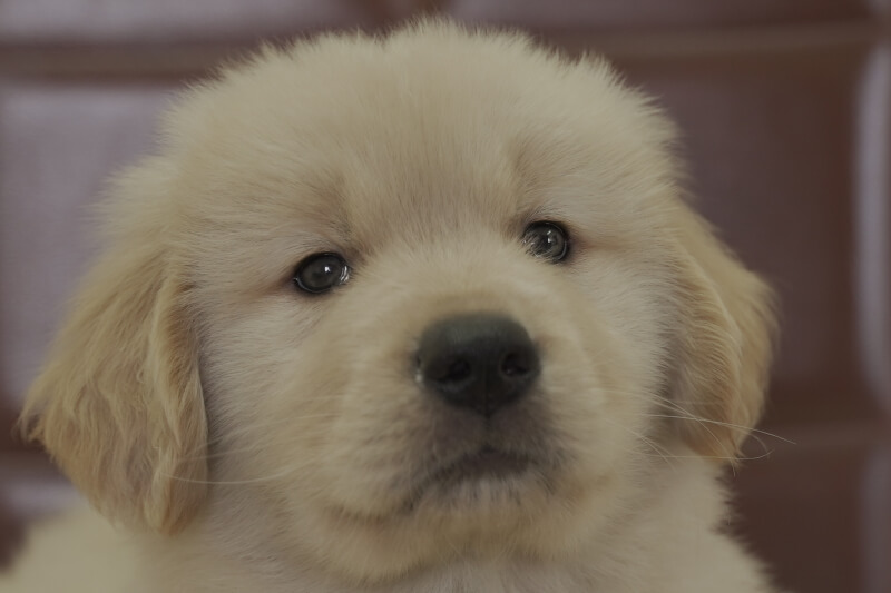 ゴールデンレトリーバーの子犬の写真202102191 4月8日現在