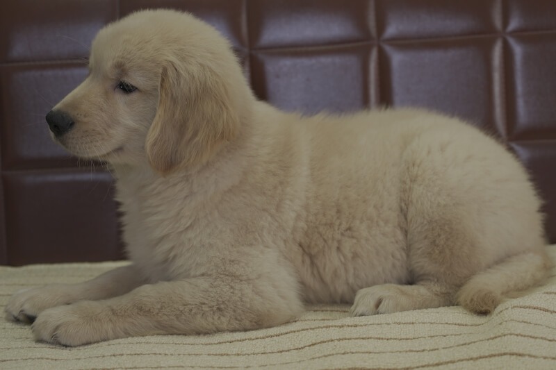 ゴールデンレトリーバーの子犬の写真202102191-2 5月5日現在