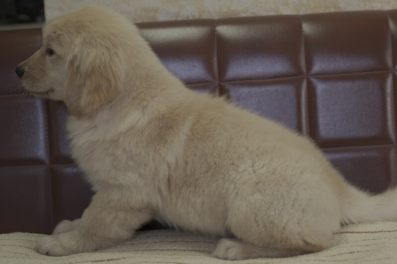 ゴールデンレトリーバーの子犬の写真202102192-2 5月5日現在