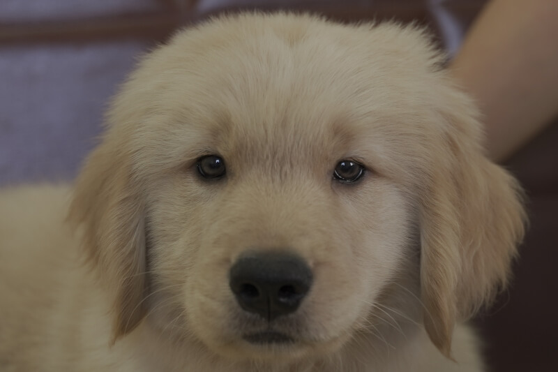 ゴールデンレトリーバーの子犬の写真202102193 5月5日現在