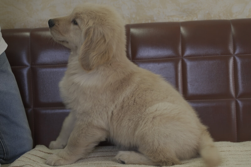 ゴールデンレトリーバーの子犬の写真202102193-2 5月5日現在