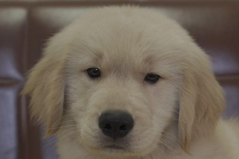 ゴールデンレトリーバーの子犬の写真202102191 5月5日現在
