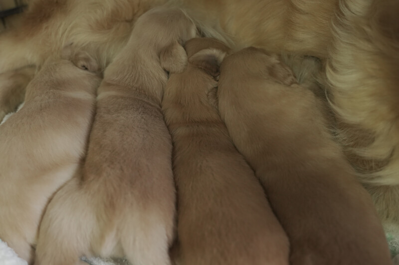 2021年5月15日生まれのゴールデンレトリバーのタマゴの子犬の写真