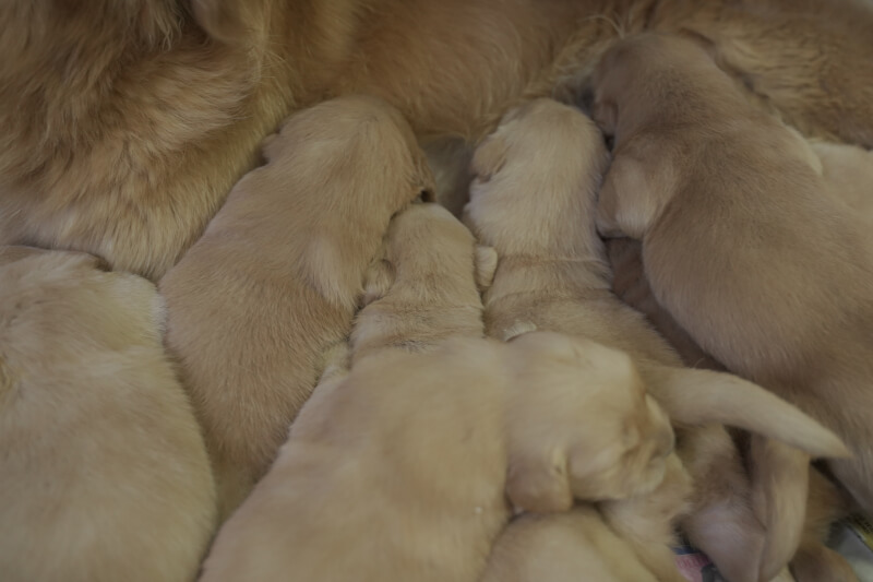 2021年5月15日生まれのゴールデンレトリバーのミカの子犬の写真