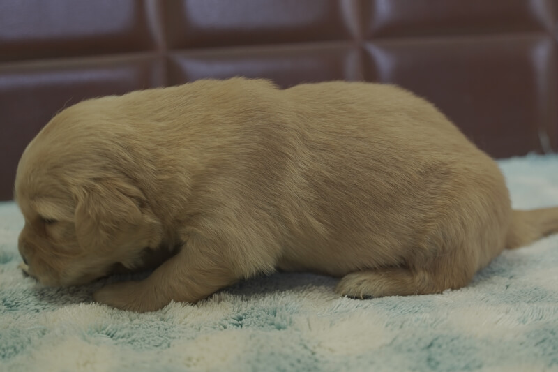 ゴールデンレトリーバーの子犬の写真202105151-2 6月5日現在