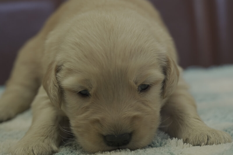 ゴールデンレトリーバーの子犬の写真202105152 6月5日現在