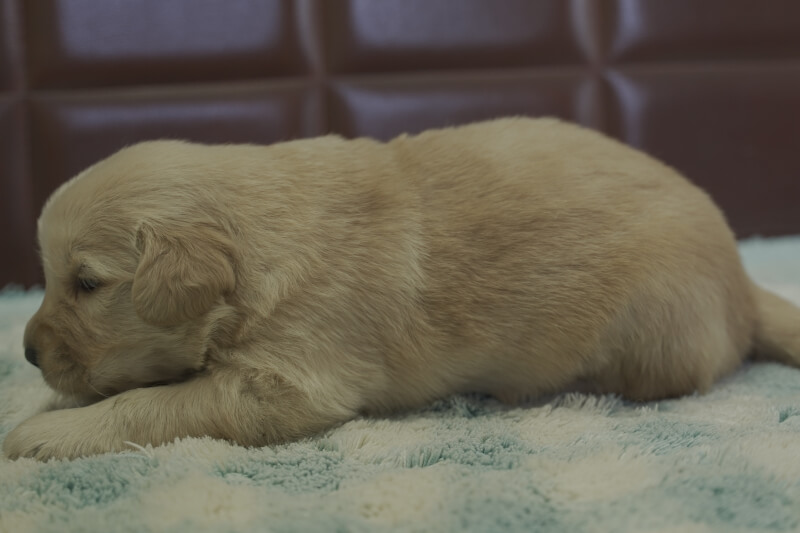 ゴールデンレトリーバーの子犬の写真202105152-2 6月5日現在