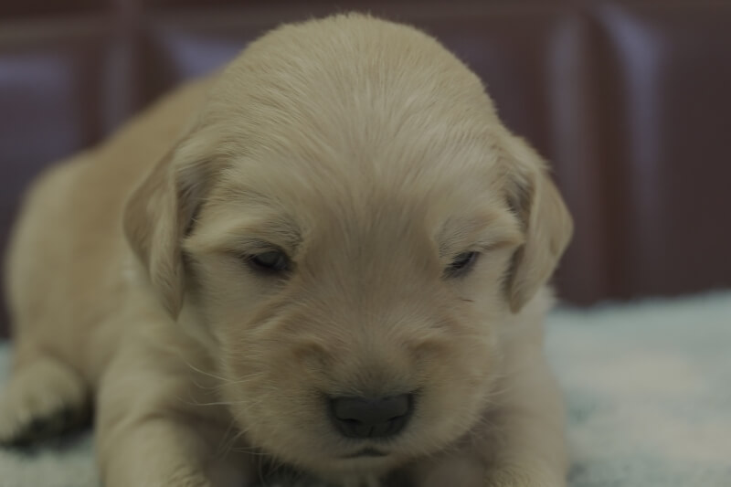 ゴールデンレトリーバーの子犬の写真202105153 6月5日現在