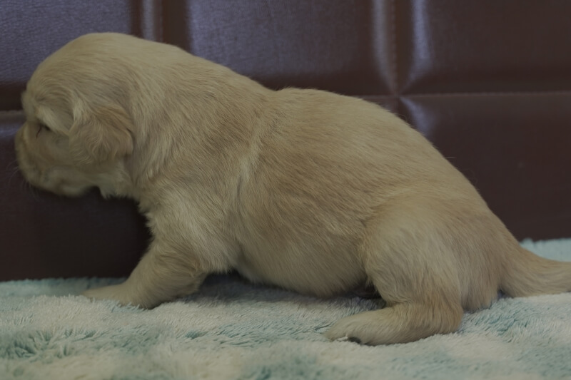 ゴールデンレトリーバーの子犬の写真202105153-2 6月5日現在