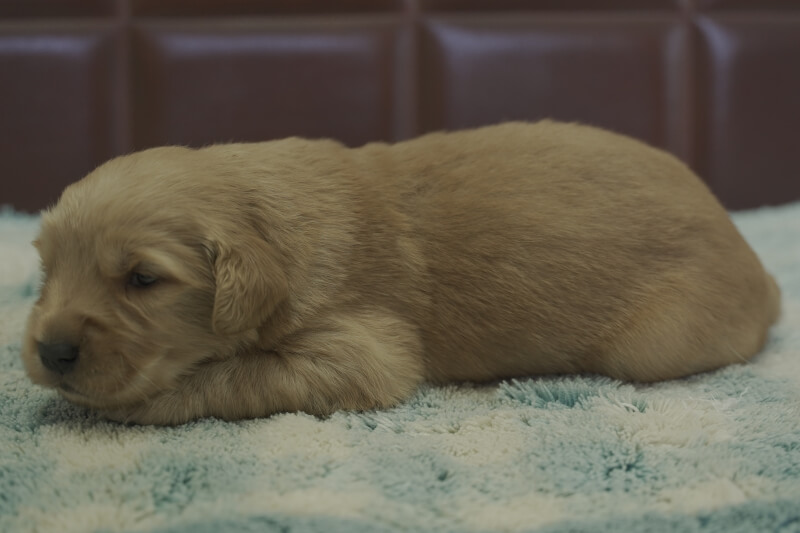 ゴールデンレトリーバーの子犬の写真202105154-2 6月5日現在