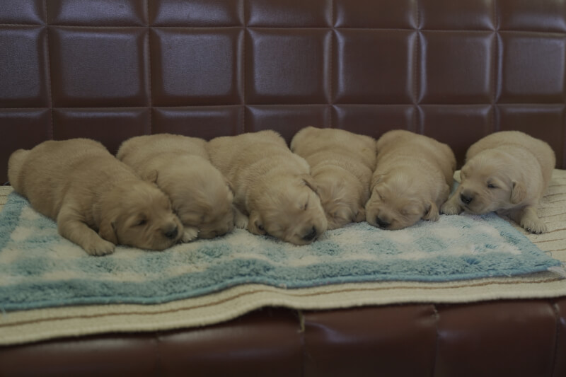 ゴールデンレトリーバーの子犬の写真20210515osu 6月5日現在