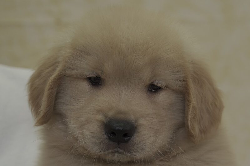 ゴールデンレトリーバーの子犬の写真202105156 6月29日現在