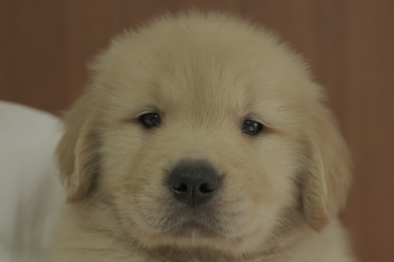 ゴールデンレトリーバーの子犬の写真202105158 6月29日現在