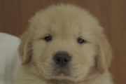 ゴールデンレトリーバーの子犬202105158