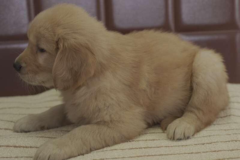 ゴールデンレトリーバーの子犬の写真202105151-2 6月29日現在