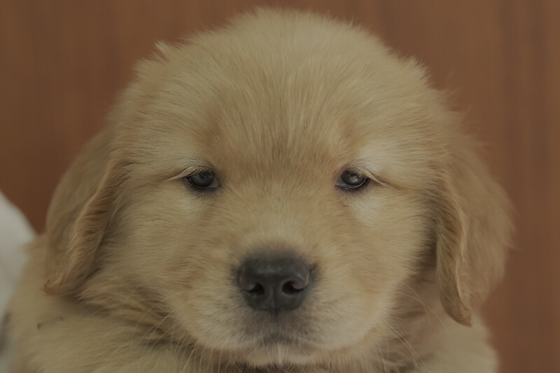 ゴールデンレトリーバーの子犬の写真2021051511 6月29日現在