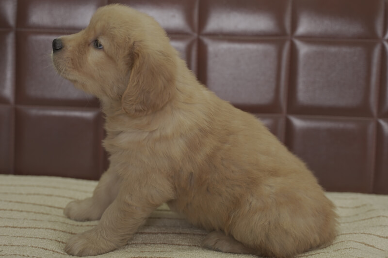 ゴールデンレトリーバーの子犬の写真2021051511-2 6月29日現在