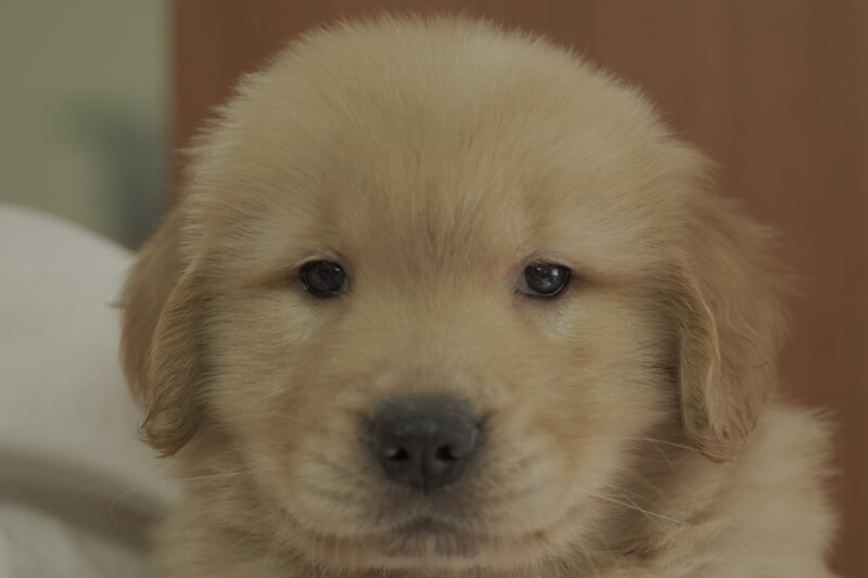 ゴールデンレトリーバーの子犬の写真2021051512 6月29日現在