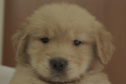 ゴールデンレトリーバーの子犬2021051514