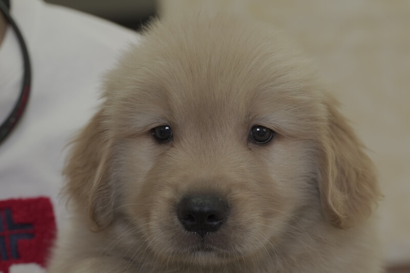 ゴールデンレトリーバーの子犬の写真202105152 6月29日現在