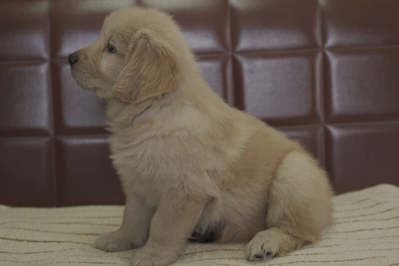 ゴールデンレトリーバーの子犬の写真202105152-2 6月29日現在
