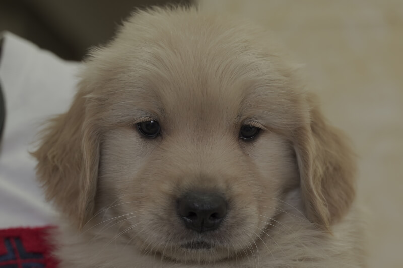 ゴールデンレトリーバーの子犬の写真202105153 6月29日現在